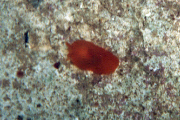 Scutus Unquis