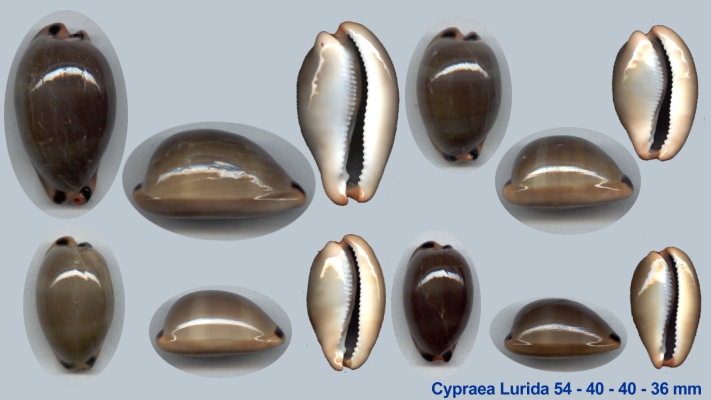 Cypraea Lurida
