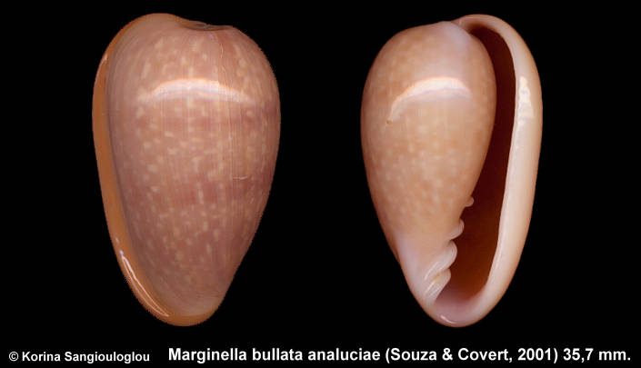 Marginella bullata analuciae (Souza & Covert, 2001) 35,7 mm.