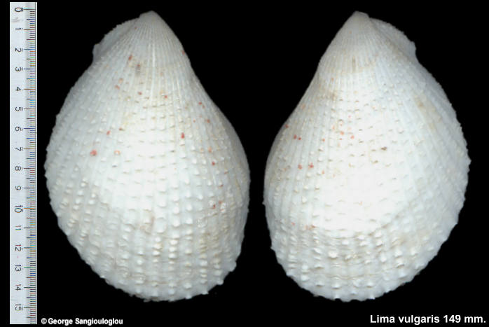 Lima vulgaris 149 mm.