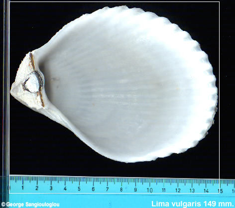 Lima vulgaris 149 mm.