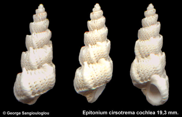 Epitonium cirsotrema cochlea 19,3 mm.