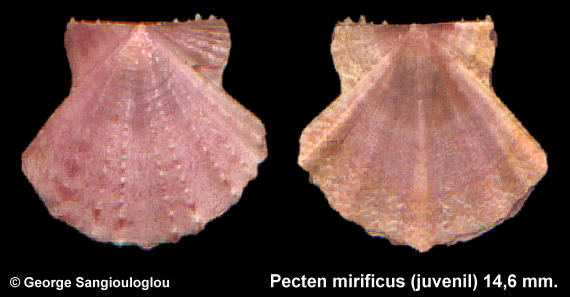 Pecten mirificus (juvenile) 14,6 mm.