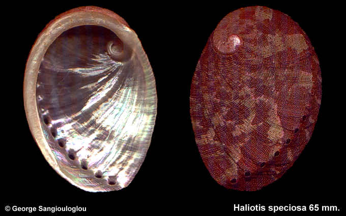 Haliotis speciosa 65 mm.