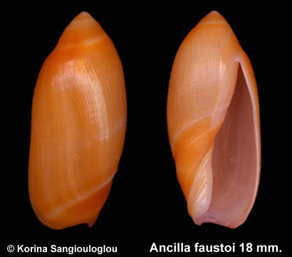 Ancilla faustoi 18 mm.