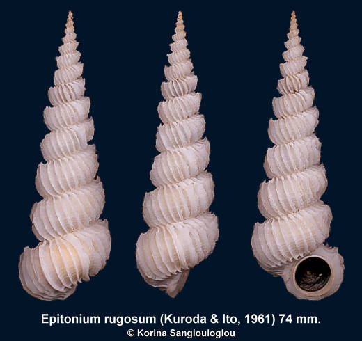 Epitonium rugosum Kuroda & Ito, 1961. 74 mm.