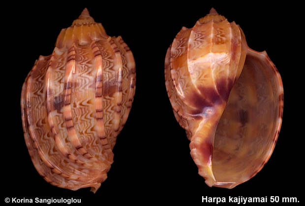Harpa kajiyamai (Rehder, 1973) 50 mm.
