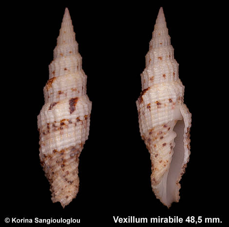 Vexillum mirabile 48,5 mm.