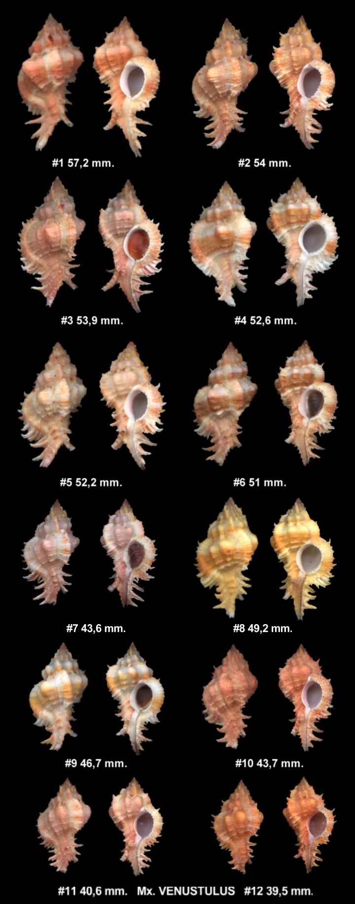 Murex Venustulus