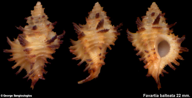 Murex favartia balteata 22 mm.