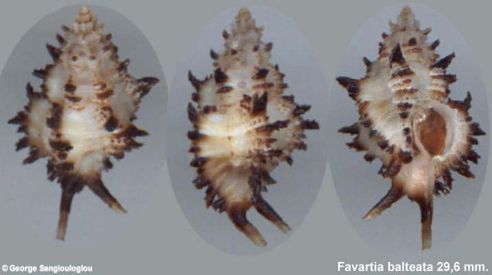 Murex favartia balteata 29,6 mm.