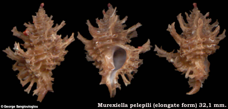 Murex murexiella pelepili (elongate form) 32,1 mm.