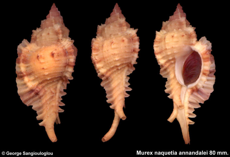 Murex naquetia annandalei 80 mm.