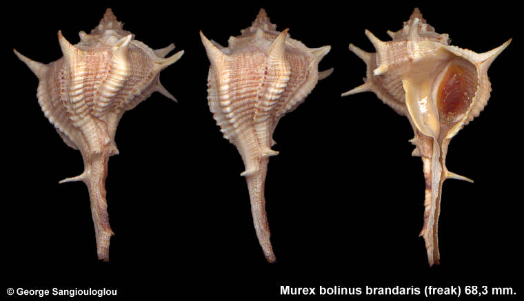 Murex bolinus brandaris (freak) 68,3 mm.
