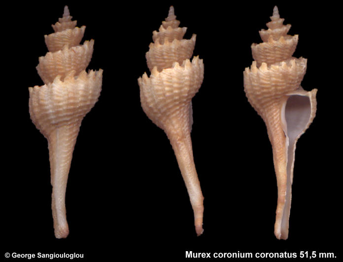 Murex coronium coronatus 51,5 mm.