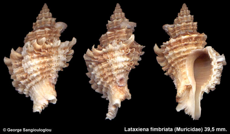 Lataxiena fimbriata 39,5 mm.