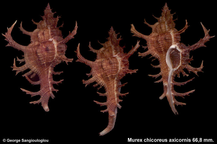 Murex chicoreus axicornis 66,8 mm.