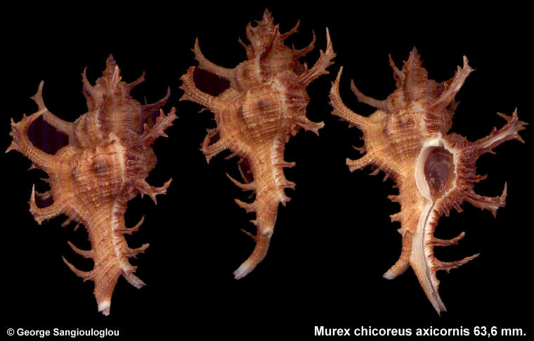 Murex chicoreus axicornis 63,6 mm.