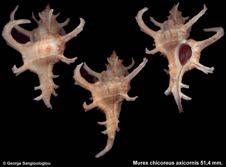 Murex chicoreus axicornis 51,4 mm.