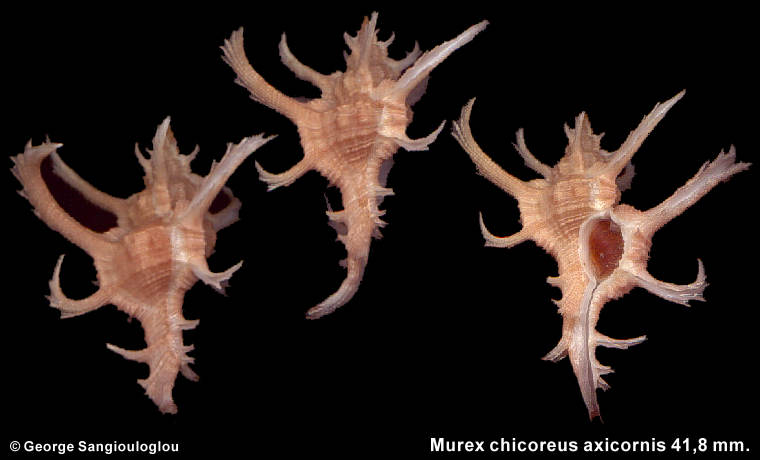 Murex chicoreus axicornis 41,8 mm.