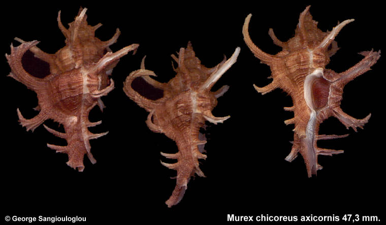 Murex chicoreus axicornis 47,3 mm.