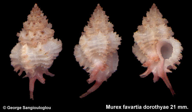 Murex favartia dorothyae 21 mm.