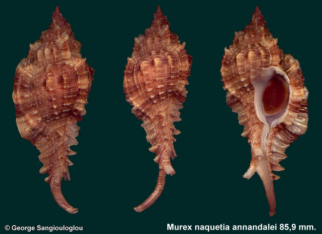 Murex naquetia annandalei 85,9 mm.