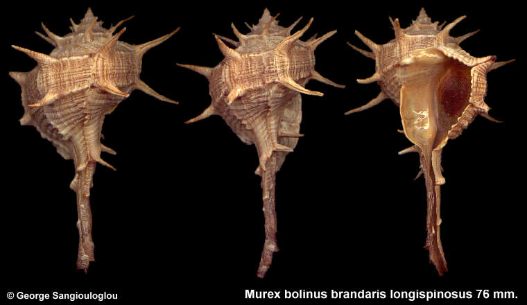 Murex bolinus brandaris longispinosus 76 mm.