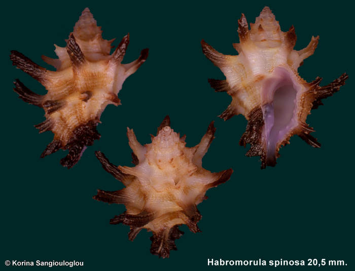 Habromorula spinosa 20,5 mm.