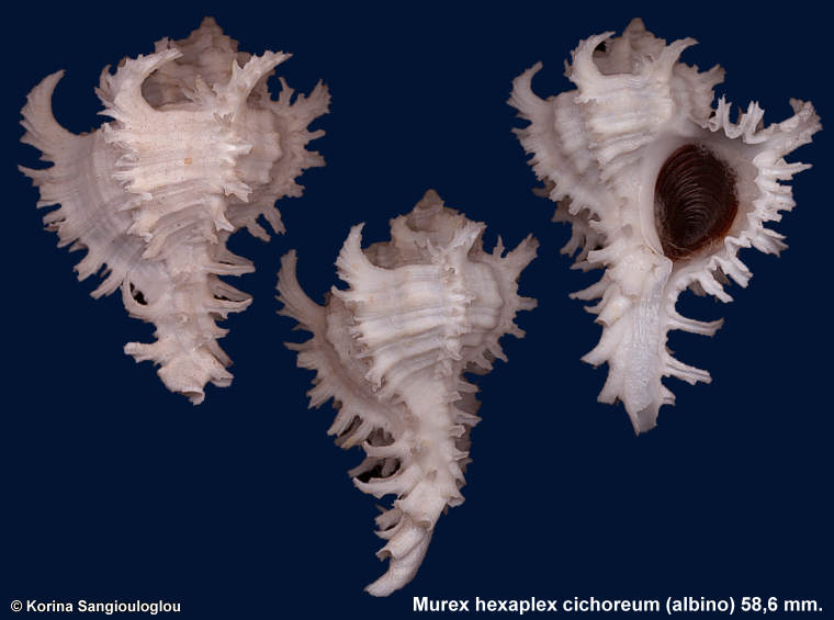 Murex hexaplex cichoreum (albino) 58,6 mm.