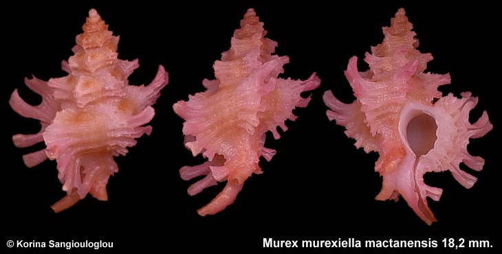 Murex murexiella mactanensis 18,2 mm.