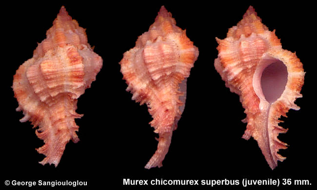 Murex chicomurex superbus 36 mm.