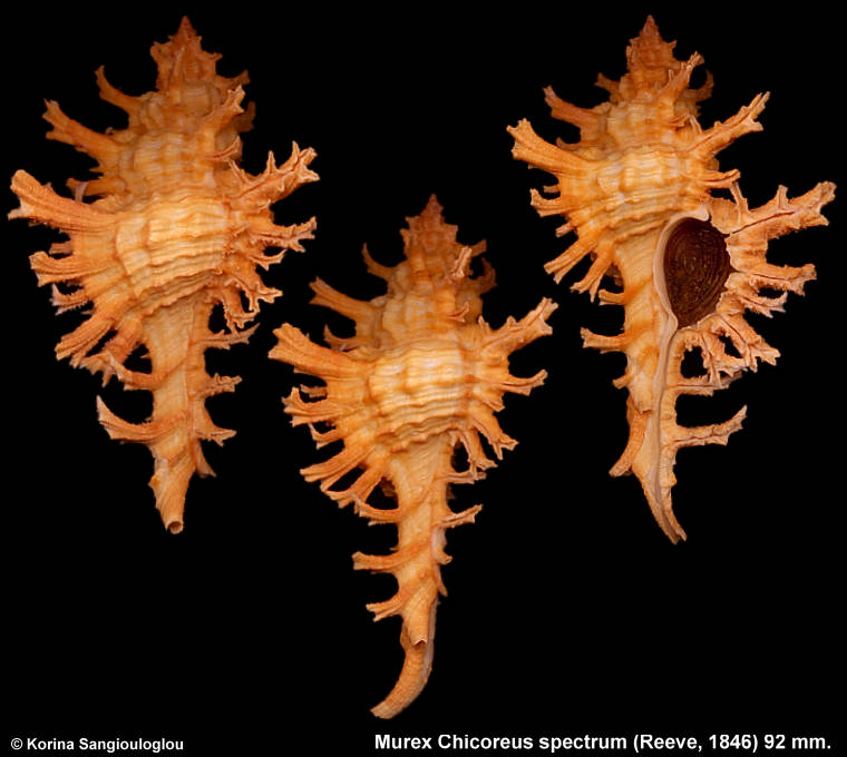 Murex chicoreus spectrum Reeve, 1846. 92 mm.