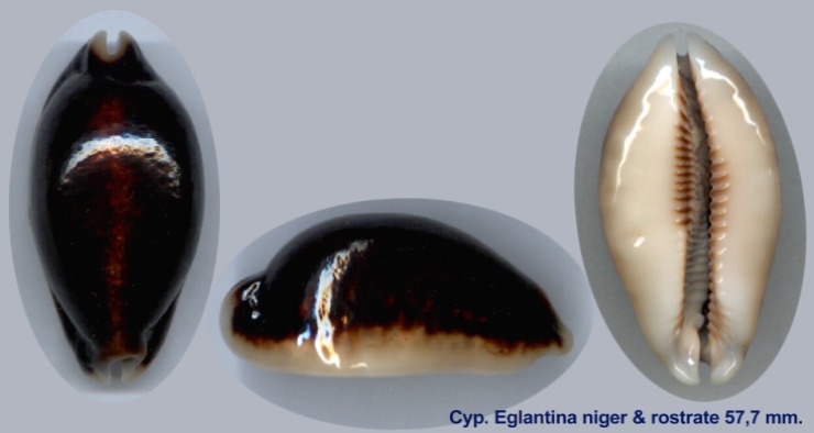 Eglantina Niger & Rostrate 57,7 mm.