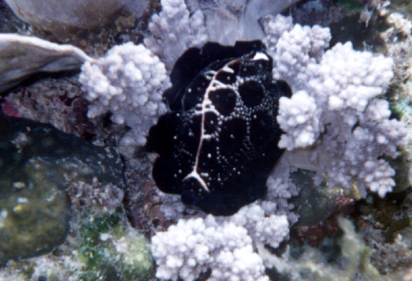 Ovula Ovum on soft coral