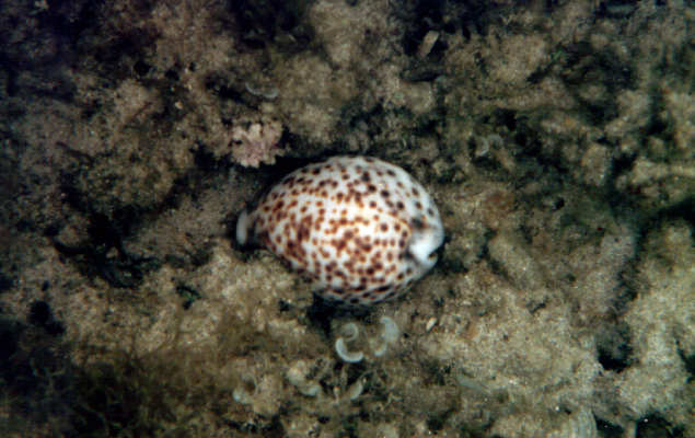 Cypraea tigris in crevis of coral.