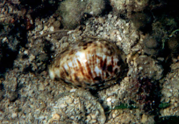 Cypraea tigris under dead coral.