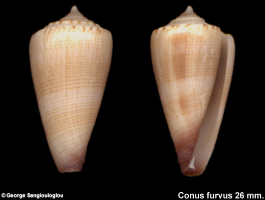 Conus furvus