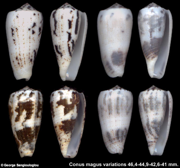 Conus magus 1