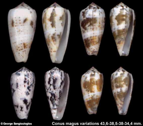 Conus magus 2