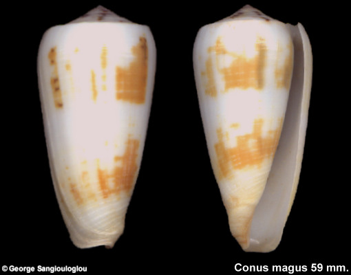 Conus magus from Malonao