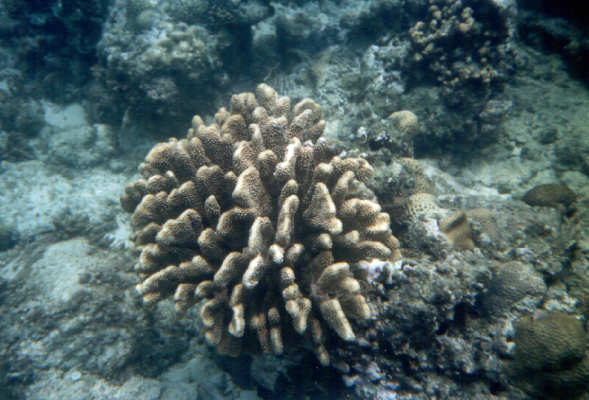Coral 2
