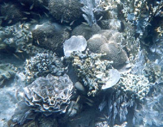 Coral complex From Pandan Isl. Honda bay Puerto Princessa Palawan Philippines May 97