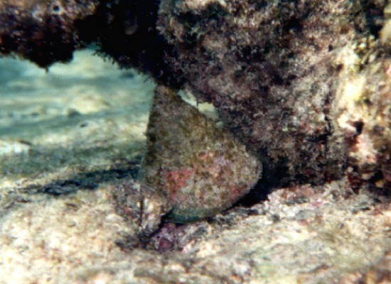 Trochus Pyramis