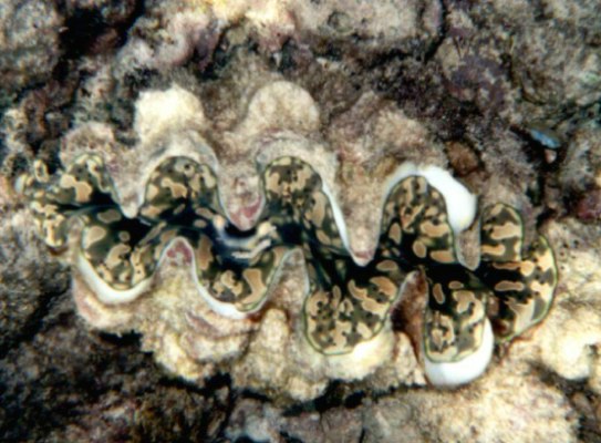Tridacna Squamosa