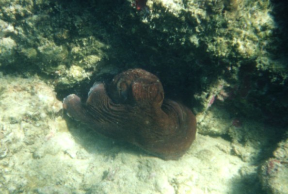 Octopus