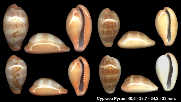 Cypraea Pyrum_col_var