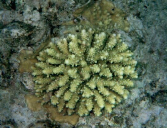 Yellow coral Racha Isl. Phuket
