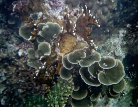 Coral complex Racha Isl. Phuket
