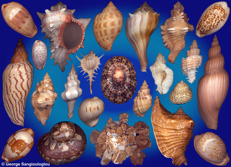 Some Seashells from  5-9 April 2026 auction.